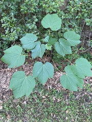 Vernicia fordii