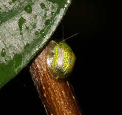 Cassida circumdata