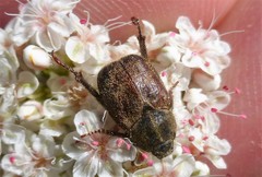 Hoplia