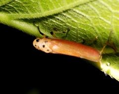 Bothrogonia ferruginea