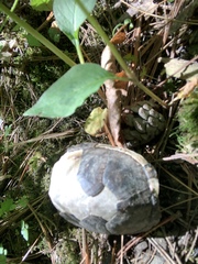 Kinosterninae