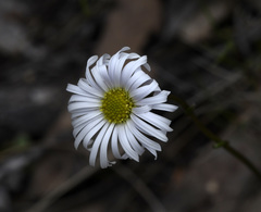 Allittia uliginosa