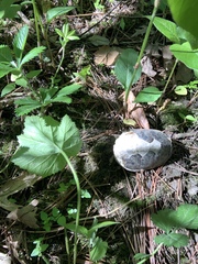 Kinosterninae