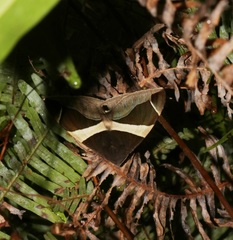 Bastilla crameri