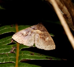Bertula retracta