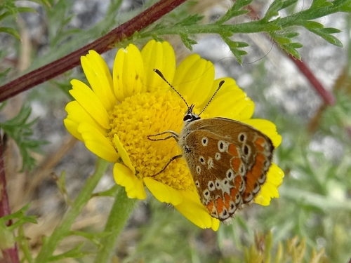 Southern Brown Argus, 7300 Portalegre, Portugal, photo 5 of 10