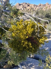 Phoradendron bolleanum