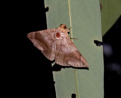 Bastilla amygdalis