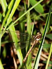 Ascalohybris subjacens