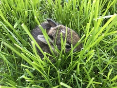 Sylvilagus floridanus