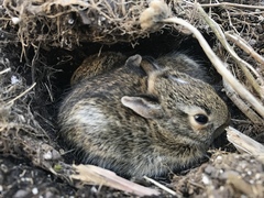 Sylvilagus floridanus
