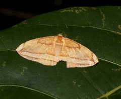 Loxotephria