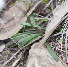 Allittia uliginosa