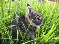 Sylvilagus floridanus