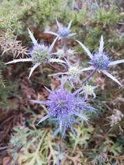 Eryngium dilatatum