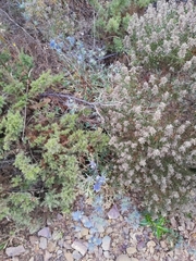 Eryngium dilatatum