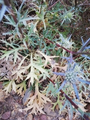 Eryngium dilatatum