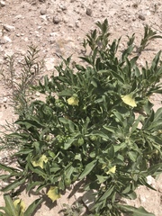 Physalis pumila hispida