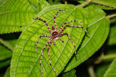 Heteropoda boiei