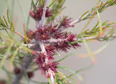 Allocasuarina pusilla