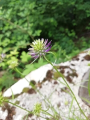 Phyteuma scheuchzeri