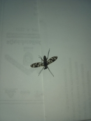 Tabanomorpha