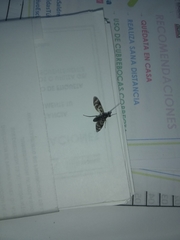 Tabanomorpha