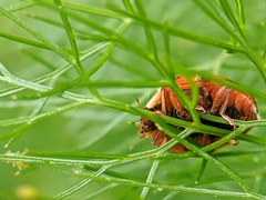 Hesperomyces harmoniae