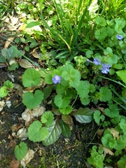 Glechoma hederacea