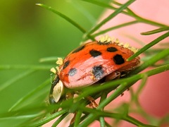 Hesperomyces harmoniae