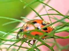 Hesperomyces harmoniae