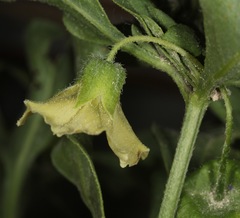 Physalis pumila hispida