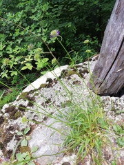 Phyteuma scheuchzeri