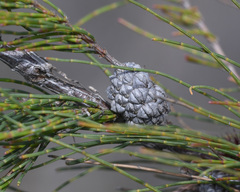 Allocasuarina pusilla