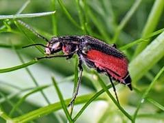 Malachius aeneus