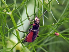 Malachius aeneus