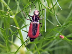 Malachius aeneus