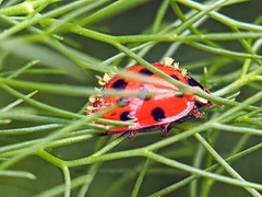 Hesperomyces harmoniae