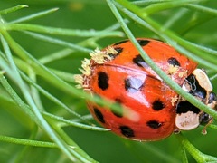 Hesperomyces harmoniae