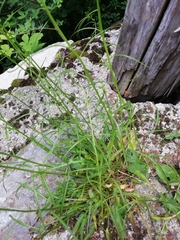 Phyteuma scheuchzeri