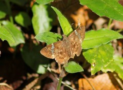Celaenorrhinus stallingsi