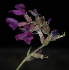 Oxytropis lambertii