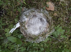 Turdus pilaris