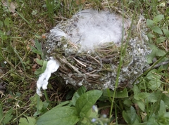Turdus pilaris