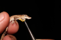 Anolis ustus
