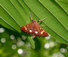 Chalcidoptera emissalis
