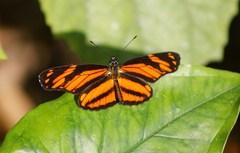 Eresia phillyra phillyra