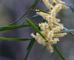 Acacia mucronata longifolia