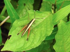 Phlaeoba antennata