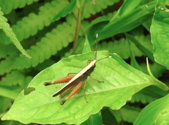 Phlaeoba antennata
